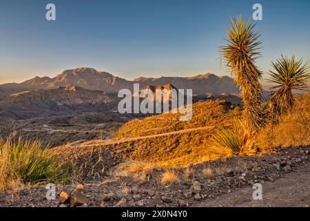 Yuccas, Chinati Peak, Chinati Mountains, Future State Park, Sunrise, oltre Pinto Canyon, Pinto Canyon Road, Big Bend Country, Texas, Stati Uniti Foto Stock