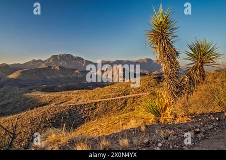 Yuccas, Chinati Peak, Chinati Mountains, Future State Park, Sunrise, oltre Pinto Canyon, Pinto Canyon Road, Big Bend Country, Texas, Stati Uniti Foto Stock