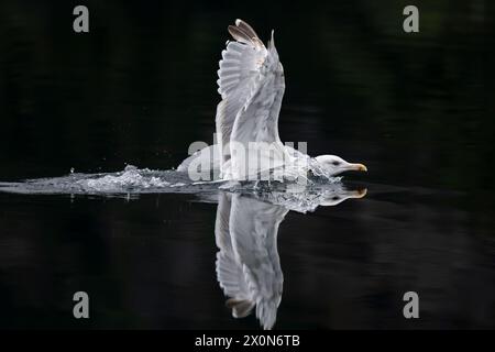 Riflesso del gabbiano aringa (Larus argentatus) mentre tocca l'acqua Foto Stock