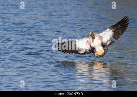 L'oca egiziana maschile atterra sull'acqua con le ali spalmate e le gambe in aria Foto Stock