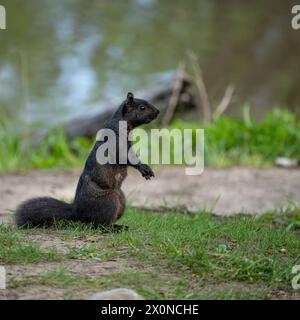 Scoiattolo nero in piedi sull'erba con il lago dietro di esso Foto Stock