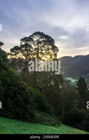 Un grande e maestoso albero retroilluminato dal sole che sorge su una cresta di montagna nel Parco Nazionale di Eryri in Galles Foto Stock