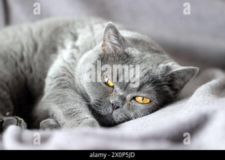 12.04.24 Katze Britisch Kurzhaar Deutschland, Stoccarda, 12.04.2024, Stock und Symbolbilder: Katze Britisch Kurzhaar BKH Rasse. *** 12 04 24 Cat British Shorthair Germania, Stoccarda, 12 04 2024, Stock and symbol Pictures Cat British Shorthair BKH razza Foto Stock