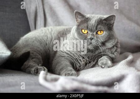 12.04.24 Katze Britisch Kurzhaar Deutschland, Stoccarda, 12.04.2024, Stock und Symbolbilder: Katze Britisch Kurzhaar BKH Rasse. *** 12 04 24 Cat British Shorthair Germania, Stoccarda, 12 04 2024, Stock and symbol Pictures Cat British Shorthair BKH razza Foto Stock