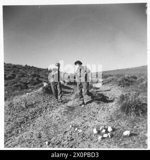 L'ESERCITO BRITANNICO NELLA CAMPAGNA IN TUNISIA, 1942 NOVEMBRE-1943 MAGGIO - truppe che liberano il cavo dai cespugli prima che possa essere ferito, 29 dicembre 1942. Queste fotografie mostrano le truppe del Royal Corps of Signals (attaccate alla 11th Infantry Brigade, 78th Division) che svolgono il loro lavoro. Stanno recuperando un cavo che era stato utilizzato per stendere una linea di comunicazione con il 5th Battalion, Northamptonshire Regiment British Army, British Army, 1st Army, British Army, 78th Infantry Division, British Army, Royal Corps of Signals Foto Stock