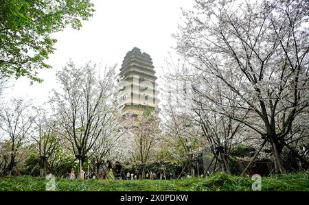 XI'an, la provincia cinese dello Shaanxi. 27 marzo 2024. La gente osserva i fiori di ciliegio dalla piccola Pagoda dell'Oca selvatica a Xi'an, nella provincia di Shaanxi, nel nord-ovest della Cina, 27 marzo 2024. XI'an, una delle antiche capitali della storia cinese, è una popolare destinazione turistica specialmente in questa primavera. Vizia i visitatori con la bellezza dei fiori fioriti e immersive esperienze culturali presso i siti culturali di riferimento come le antiche mura della città, la Pagoda dell'Oca selvaggia Gigante, il Tempio di Qinglong, il Parco Nazionale del Daming Palace, ecc. Crediti: Zou Jingyi/Xinhua/Alamy Live News Foto Stock