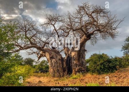 Baobab Tree molto grande nel Makuleke Contract Park di Northern Kruger, regione di Limpopo, Sudafrica Foto Stock