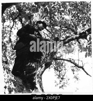 MOVIMENTO DI RESISTENZA FRANCESE NEL VILLAGGIO DI BEAUMESNIL EURE - uno dei membri nella sua posizione su un albero da dove ha sniffato il nemico. Negativo fotografico, British Army, 21st Army Group Foto Stock