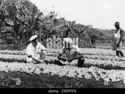 SOTTUFFICIALE PALENTHORPE A LEICESTER, UN PICCOLO VILLAGGIO VICINO FREETOWN, SIERRA LEONE. - Il sottufficiale Palenthorpe discute con Fred il modo migliore per coltivare verdure, in un campo di giovani lattughe. Dietro di loro c'è una piantagione di banane. Titolo originale della seconda guerra mondiale e DIDASCALIA con questa fotografia: MARINAIO CHE È DIVENTATO SCUDIERO DEL VILLAGGIO AFRICANO. GINGER-HAIRED PETTY OFFICER PALENTHORPE È LO "SCUDIERO" DI LEICESTER, IL PICCOLO VILLAGGIO AFRICANO VICINO FREETOWN, SIERRA LEONE. DOPO 18 MESI DI CONSIGLI AMICHEVOLI AI NATIVI, C'È ORA UNA COMPLETA FIDUCIA RECIPROCA E COMPRENSIONE TRA LORO E 'MISTER Foto Stock