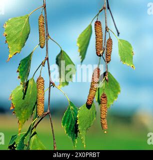 Reife Samenstaende der Sandbirke Betula pendula Birke Samen **** teste di semi maturi di betulla d'argento Betula pendula semi di betulla Foto Stock