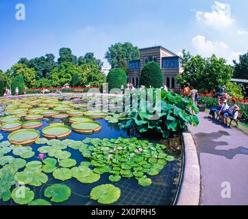 Seerosenteich im Maurischen Garten der Wilhelma a Stoccarda, ueppig bewachsen mit bluehenden Lotosblumen, riesenhaften Schimmblaettern der Victoria amazonica und diversen anderen Seerosen Seerosenteich Wilhelma *** laghetto di ninfee nel giardino moresco della Wilhelma a Stoccarda, lussureggiante e ricoperto di fiori di loto, gigante Victoria amazonica foglie scintillanti e varie altre ninfee acquatiche laghetto di ninfee Wilhelma Foto Stock