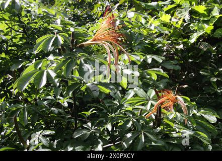 Castagno Malabar, Pachira aquatica, Malvaceae. Tortuguero, Costa Rica, America centrale. Foto Stock