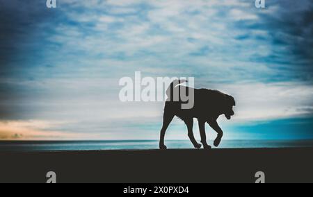 randagio cane senzatetto sull'argine Foto Stock
