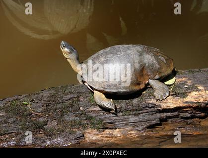 Black River Turtle o Black Wood Turtle, Rhinoclemmys funerea, Geoemydidae. Tortuguero, Costa Rica. Foto Stock