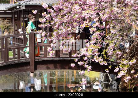 Bad Langensalza, Germania. 13 aprile 2024. Una donna in kimono cammina attraverso un ponte al tradizionale festival giapponese dei ciliegi in fiore "Hanami". Più di 2000 visitatori sono venuti alla 19a edizione del festival intorno ai ciliegi in fiore nel Giardino Giapponese. Credito: Michael Reichel/dpa/Alamy Live News Foto Stock