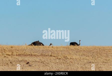 Un paio di struzzi seduti all'orizzonte sulla savana. Foto Stock