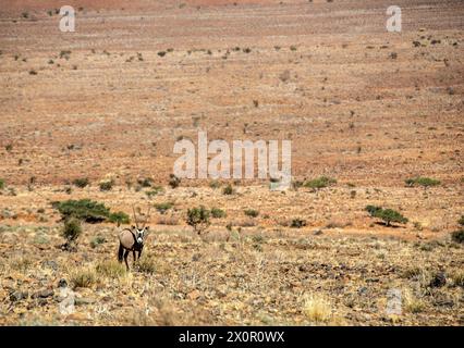 Deserto roccioso con un orice che pascolano in primo piano. Foto Stock