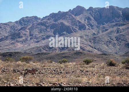 Un orice solitario che cammina nella roccia della riserva Namib Rand. Foto Stock