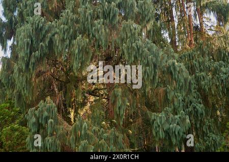 Pino gigante nel giardino botanico di Bali Foto Stock