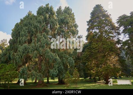 Pino gigante nel giardino botanico di Bali Foto Stock