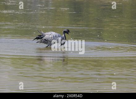 Demoiselle Crane migratoria in uno stagno vicino al villaggio di Bishnoi, Rajasthan Foto Stock