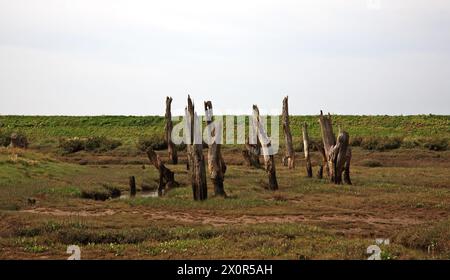 Vecchi pali di legno su paludi salate vicino al porto sulla costa nord del Norfolk a Thornham, Norfolk, Inghilterra, Regno Unito. Foto Stock