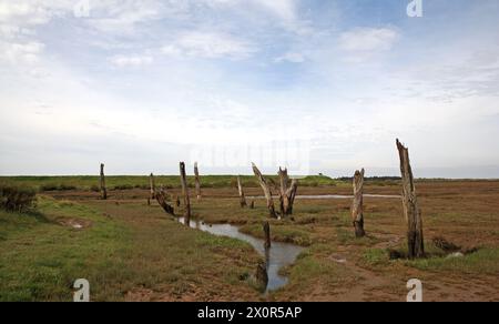 Vecchi pali di legno su paludi salate vicino al porto sulla costa nord del Norfolk a Thornham, Norfolk, Inghilterra, Regno Unito. Foto Stock