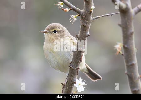 Chiffchaff (comune) Foto Stock