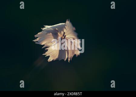 Un fiore bianco di garofano Frilly, Dianthus mooiensis, su uno sfondo scuro. Un fiore selvatico autoctono del Sudafrica Foto Stock
