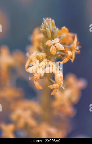 Primo piano di un fusto di Galium Capense, un fiore giallo selvatico della famiglia delle Rubiaceae, originario del Sudafrica e del Lesotho Foto Stock
