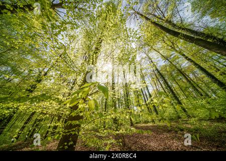 I raggi del sole filtrano attraverso gli alberi della foresta creando uno splendido paesaggio naturale con sfumature di verde e marrone Foto Stock