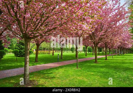 Vicolo Sakura in fiore di ciliegio. Splendido parco panoramico con file di alberi di ciliegio sakura in fiore e prato verde in primavera. Fiori rosa di ciliegio. Foto Stock