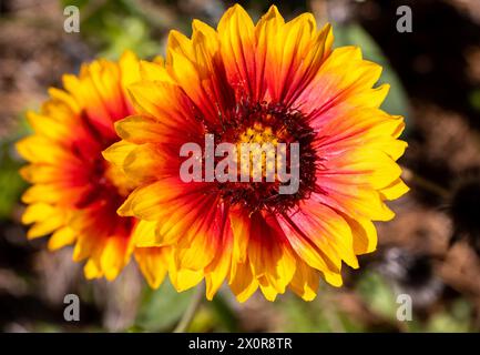 Primo piano di un brillante Gaillardia arancione e giallo o di un fiore di coperta al sole. Foto Stock