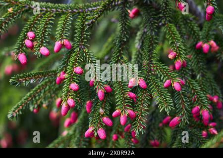 Fiore di abete rosso. Piccoli fiori di conifere di colore rosa brillante o coni giovani che crescono su pennelli di abete Foto Stock