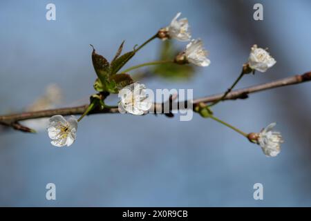 i ciliegi fioriscono su un ramo d'albero in primavera, bassa profondità di campo Foto Stock