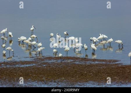 Cucchiaio eurasiatico (Platalea leucorodia) o cucchiaio comune, Foto Stock