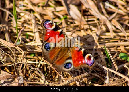 Pavone europeo (Aglais io), più comunemente noto semplicemente come farfalla pavone Foto Stock