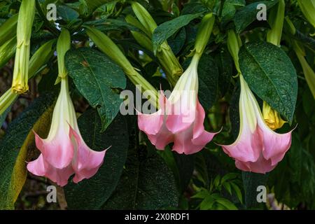 Tre fiori di tromba d'angelo rosa appesi al loro albero, in una fattoria nelle montagne andine orientali della Colombia centrale. Foto Stock