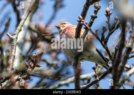 Uccello di tiglio (Linaria cannabina), uccello maschio arroccato in un albero durante la primavera, Inghilterra, Regno Unito Foto Stock