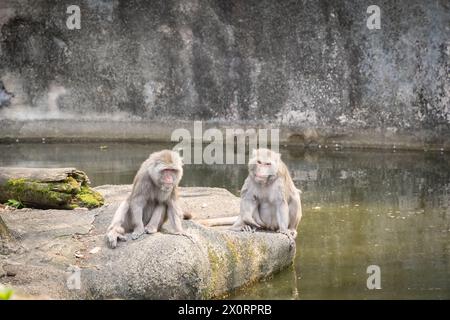 Due stuzzicanti macachi seduti sulla roccia circondati dall'acqua, Taipei, Taiwan. Foto Stock