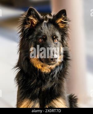 Ritratto del cane da pastore boemo, cucciolo di 10 mesi. Foto Stock