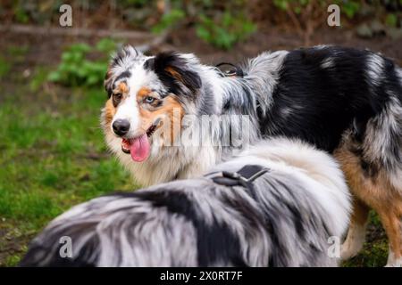 Due giovani pastore australiano sull'erba del giardino. Foto Stock