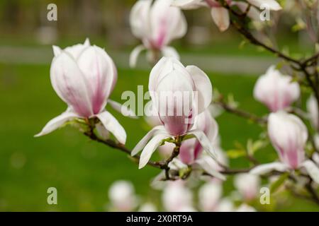Fiori di magnolia rosa nel parco cittadino di Gniezno. Foto Stock