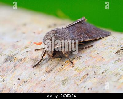 Una falena di Drab nuvolata, Orthosia incerta, poggiata su un tronco di betulla d'argento. Foto Stock