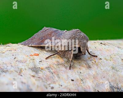 Una falena di Drab nuvolata, Orthosia incerta, poggiata su un tronco di betulla d'argento. Foto Stock