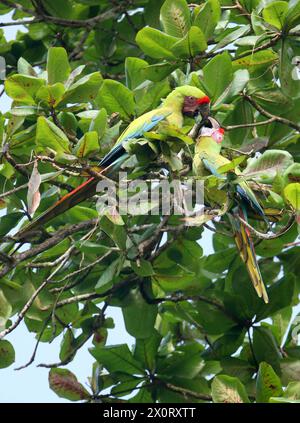 A Pair of Great Green Macaw, Ara ambiguus, psittacidae, Psittaciformes, Aves. Tortuguero, Costa Rica. Anche il grande Macaw Verde (Ara ambiguus), lo sa Foto Stock