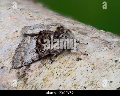 Una falena di Tussock, Colocasia coryli, che riposa su un tronco. Foto Stock