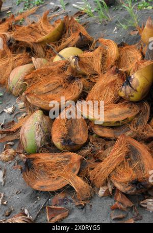 Guscio di cocco su un tratto di spiaggia sul Mar dei Caraibi, Tortuguero, Costa Rica. Foto Stock