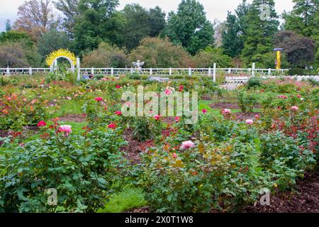 St Louis, Missouri. Giardino botanico del Missouri, Rose Garden. Foto Stock