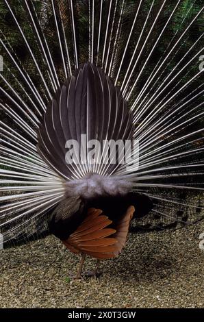 Oahu, Hawaii, USA - Pavone; Indiano Blue Peafowl; Pavo Cristatus, dal retro, mostra le spine che sostengono il tifoso della coda, al tempio buddista Byodo-in, Vall Foto Stock